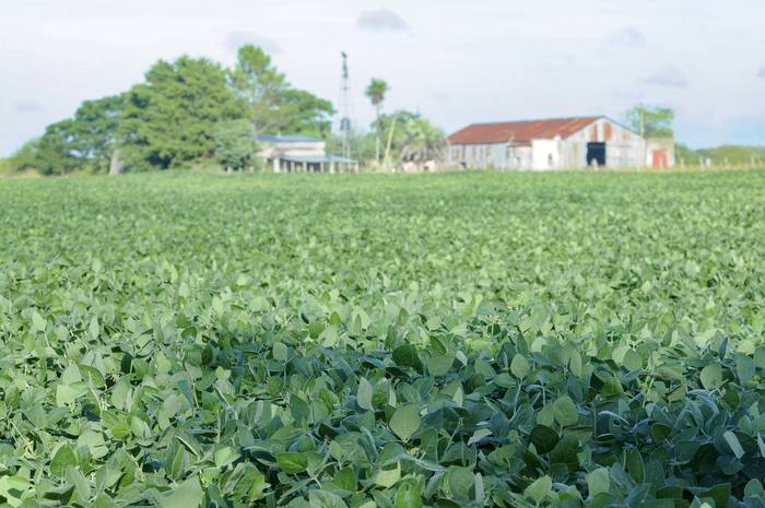 Plantación de soja en Paso Picón, Canelones (archivo, febrero de 2015). · Foto: Sandro Pereyra