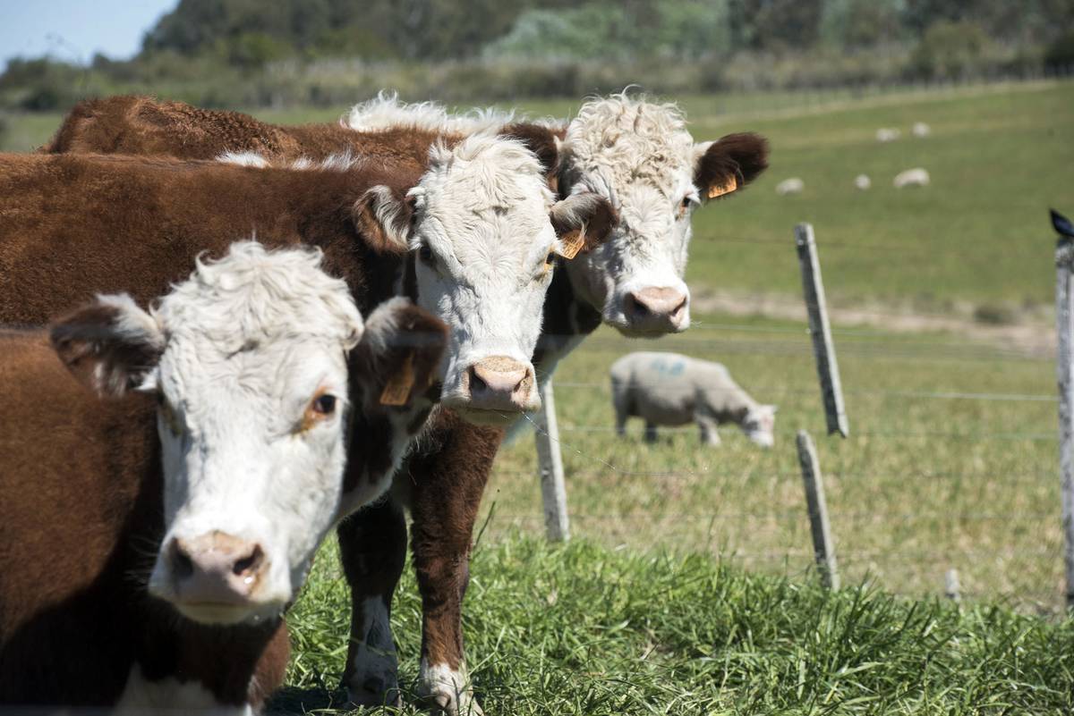 ¿Huele tan mal? Metano, vacas y cambio climático - Vimarsana News