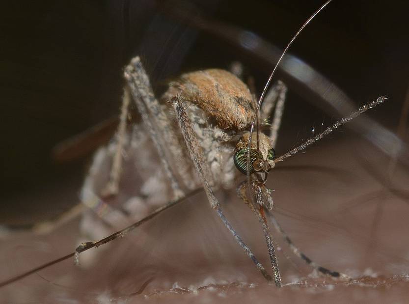 20231218 mald mosquito