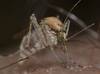 20231218 mald mosquito