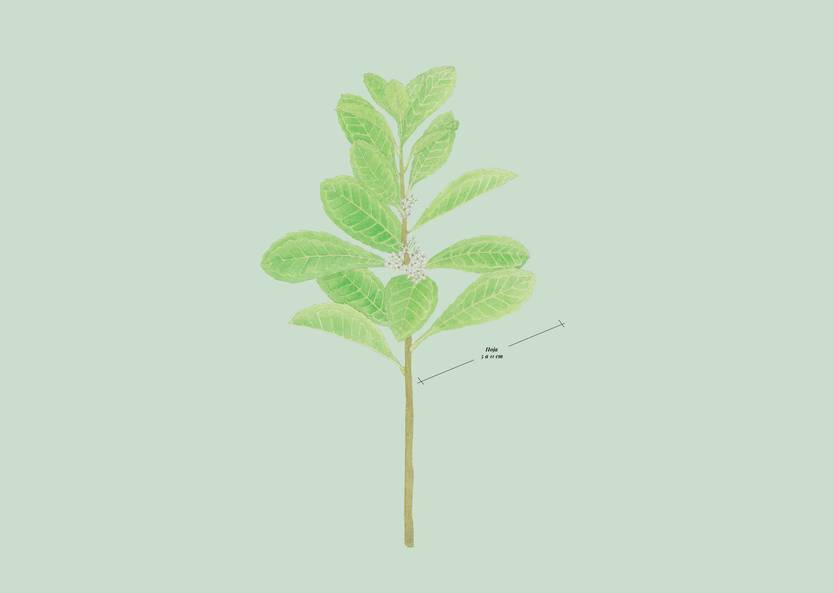 Lento 115 - Ecosistemas de serranía 05