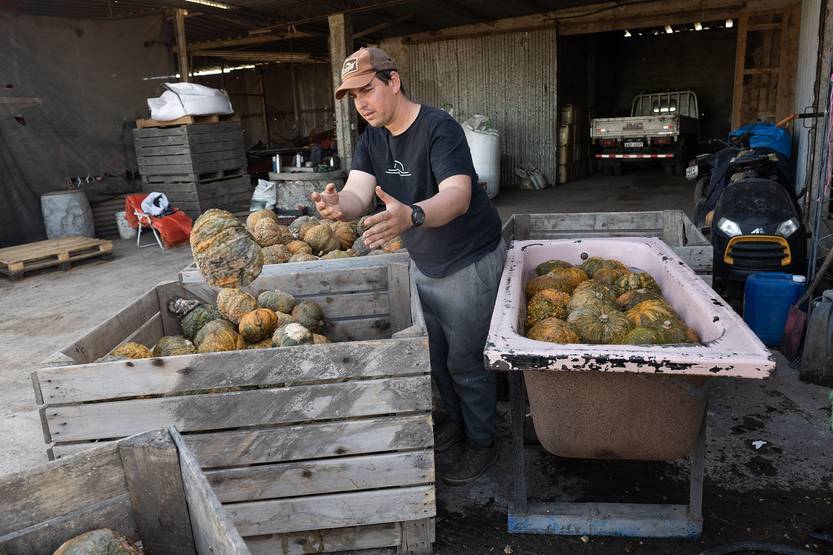 20250924 AGRO zapallos 01