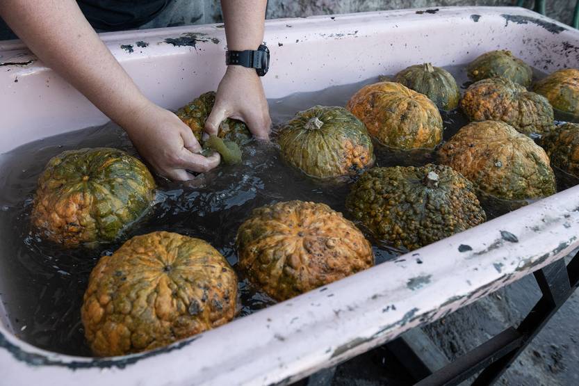 20250924 AGRO zapallos 02