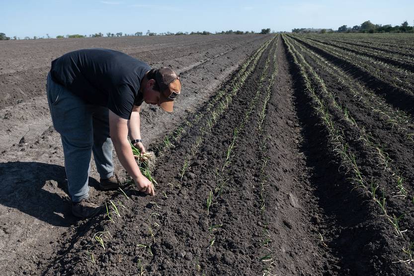 20250924 AGRO zapallos 03
