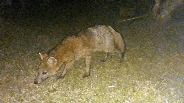 Visita nocturna de zorro de campo en Rocha. · Foto: Leo Lagos