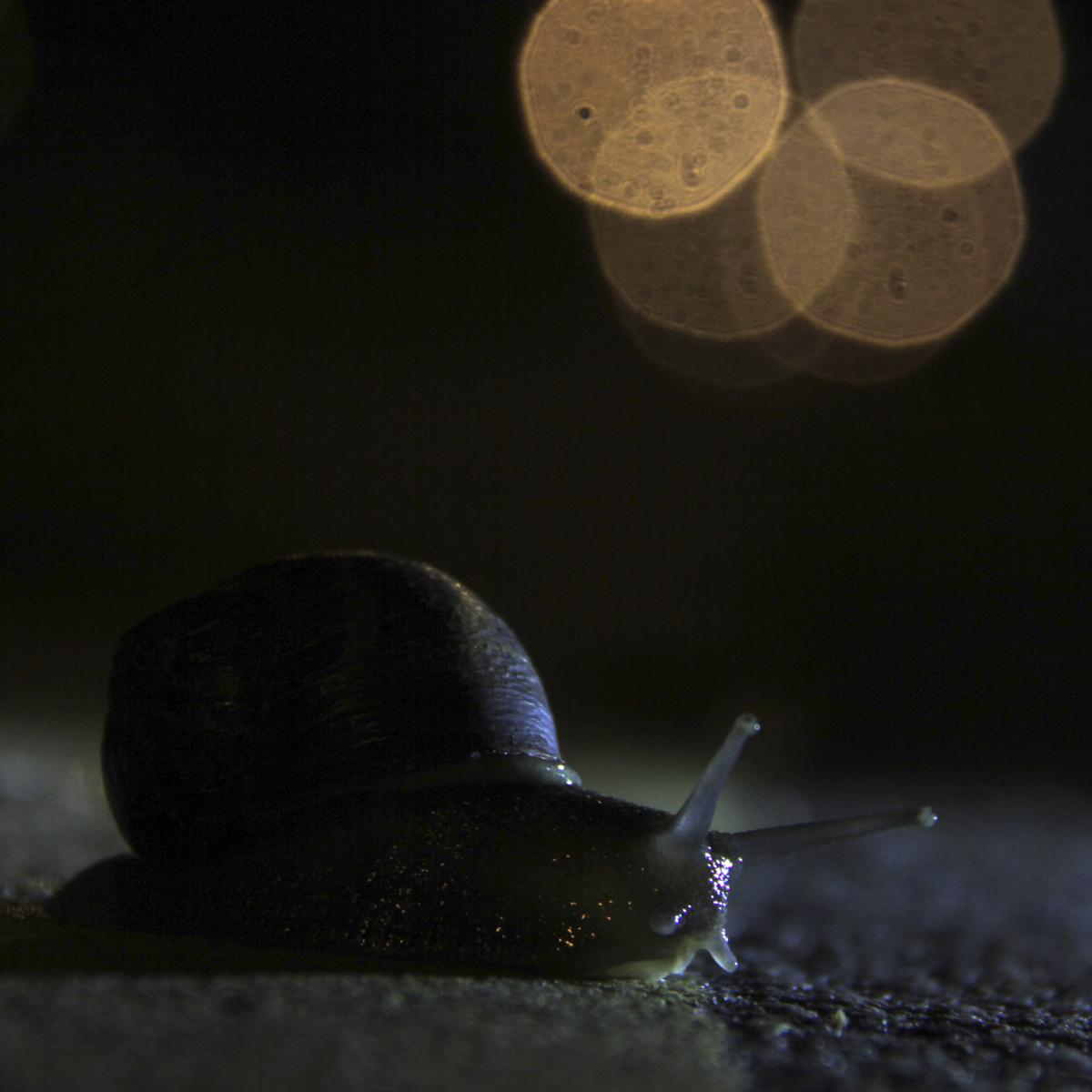 Foto principal del artículo 'La fauna desvelada' · Foto: Marcelo Casacuberta