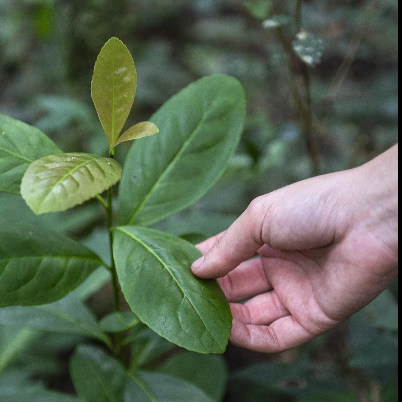 Planta de la yerba mate (_Ilex paraguariensis_). · Foto: Diego Vila