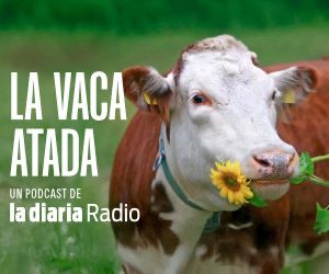 La vaca atada